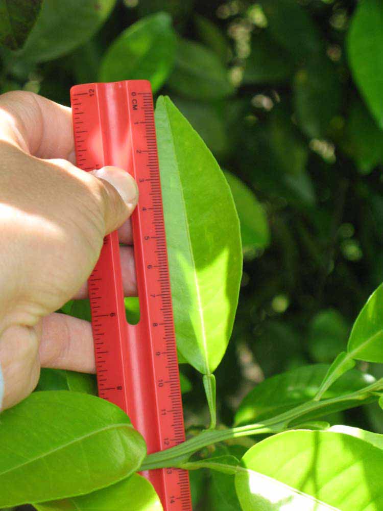                 Unifoliolate leaf (Winter Haven,   FL)   